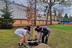 Wychowankowie bursy wkładają dąb w wykopany dół
