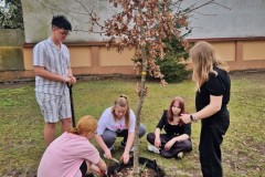 Wychowankowie rozcinają osłonę korzeni dębu