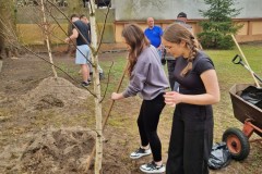 Wychowanki zagrabiają ziemię wokół posadzonych drzew.|| 