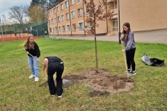 Wychowanki porządkują teren wokół drzew.|| 