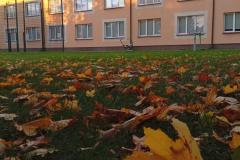 Na pierwszym planie widać jesienne, kolorowe liście. W tle oświetlony słońcem budynek bursy. 