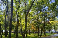 Park miejski miasta Ostrołęki. Na pierwszym planie chodnik usłany jesiennymi liśćmi. Zielone drzewa, zielony trawnik. 